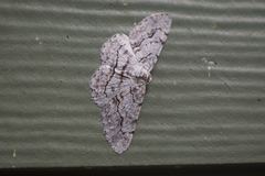 Stenoporpia pulmonaria