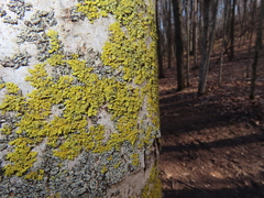 Xanthomendoza ulophyllodes