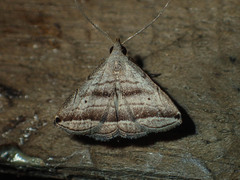 Lysimelia neleusalis
