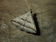 Lysimelia neleusalis