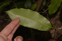 Baloghia inophylla