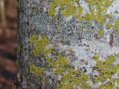 Xanthomendoza ulophyllodes