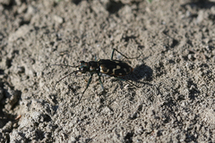 Cicindela haemorrhagica
