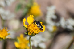 Acmaeodera disjuncta