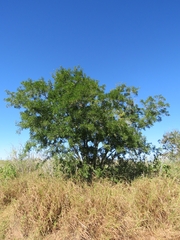 Lonchocarpus hermannii