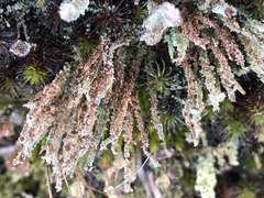 Cladonia scabriuscula