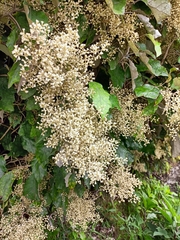 Brachyglottis repanda