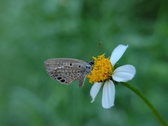 Hemiargus ceraunus astenidas