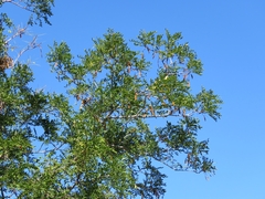 Lonchocarpus hermannii