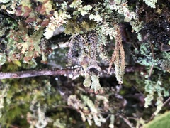 Cladonia scabriuscula