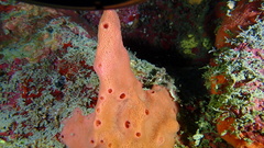 Amphimedon compressa