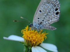 Hemiargus ceraunus astenidas