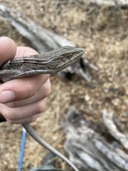 Elgaria multicarinata webbii