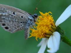 Hemiargus ceraunus astenidas