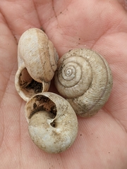 Helminthoglypta contracostae