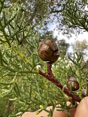 Cupressus abramsiana