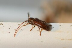 Eupogonius tomentosus