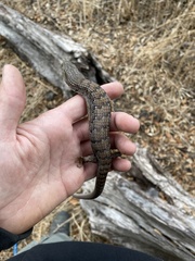 Elgaria multicarinata webbii