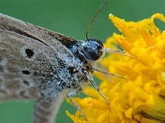 Hemiargus ceraunus astenidas