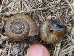 Helminthoglypta contracostae