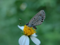 Hemiargus ceraunus astenidas