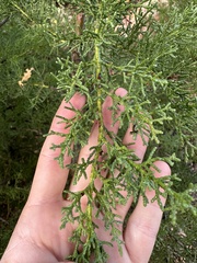 Cupressus abramsiana