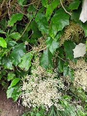 Brachyglottis repanda