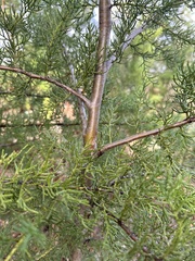 Cupressus abramsiana