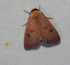 Plecoptera sarcistis