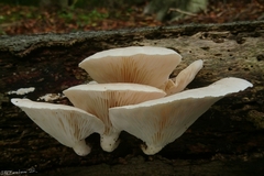 Pleurotus dryinus