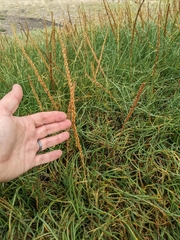 Triglochin maritima
