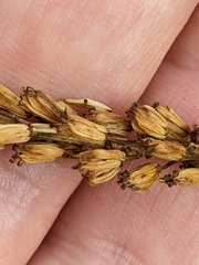Triglochin maritima