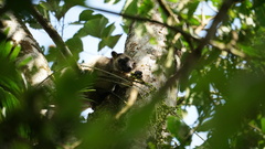 Dendrolagus lumholtzi