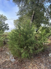 Cupressus abramsiana