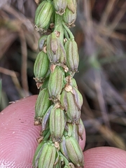Triglochin maritima