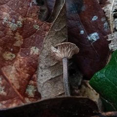 Rhizomarasmius