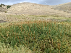 Triglochin maritima