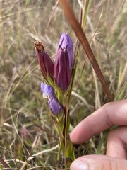Gentiana catesbaei