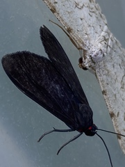 Episcepsis hypoleuca