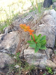 Sinningia allagophylla