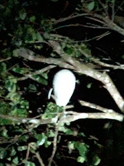 Pilherodius pileatus