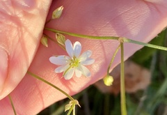 Stellaria graminea