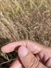 Aristida oligantha