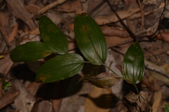 Tripladenia cunninghamii