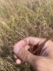 Aristida oligantha