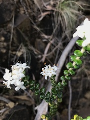 Pimelea nivea