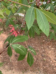 Aesculus pavia