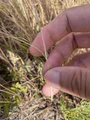 Aristida oligantha