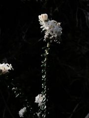 Pimelea nivea