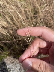Aristida oligantha